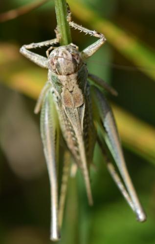 Platycleis albopunctata albopunctata
